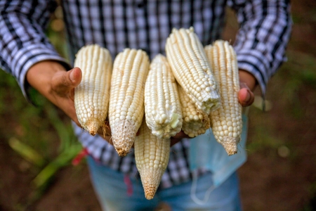 Maize